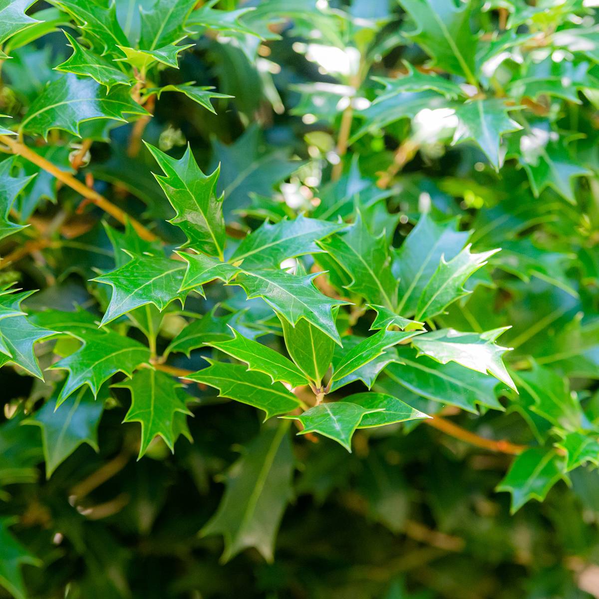 Promesse de Fleurs - Osmanthus heterophyllus - Osmanthe à feuilles de houx Godet de 8/9 cm