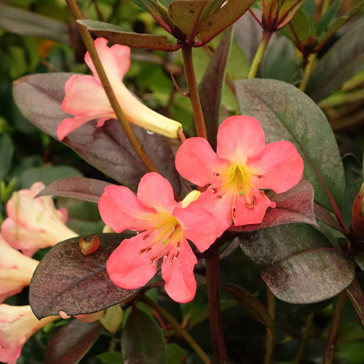 Rhododendron vireya Strawberry Parfait Pot de 3L/4L