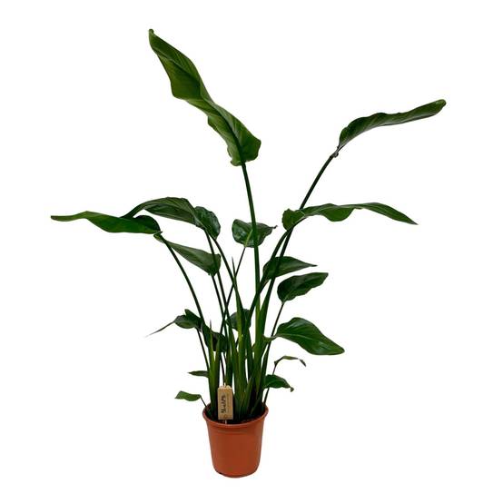 Strelitzia Nicolai - D21 H120cm