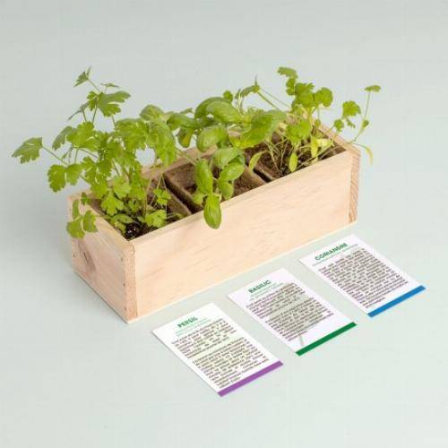 Kit mini potager légumes et herbes aromatiques - Tomates - Image 2
