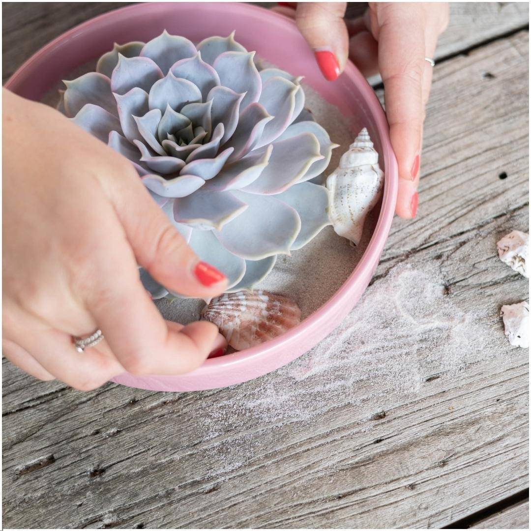Echeveria Lilacina Sans Racines- La Green Touch - Image 5