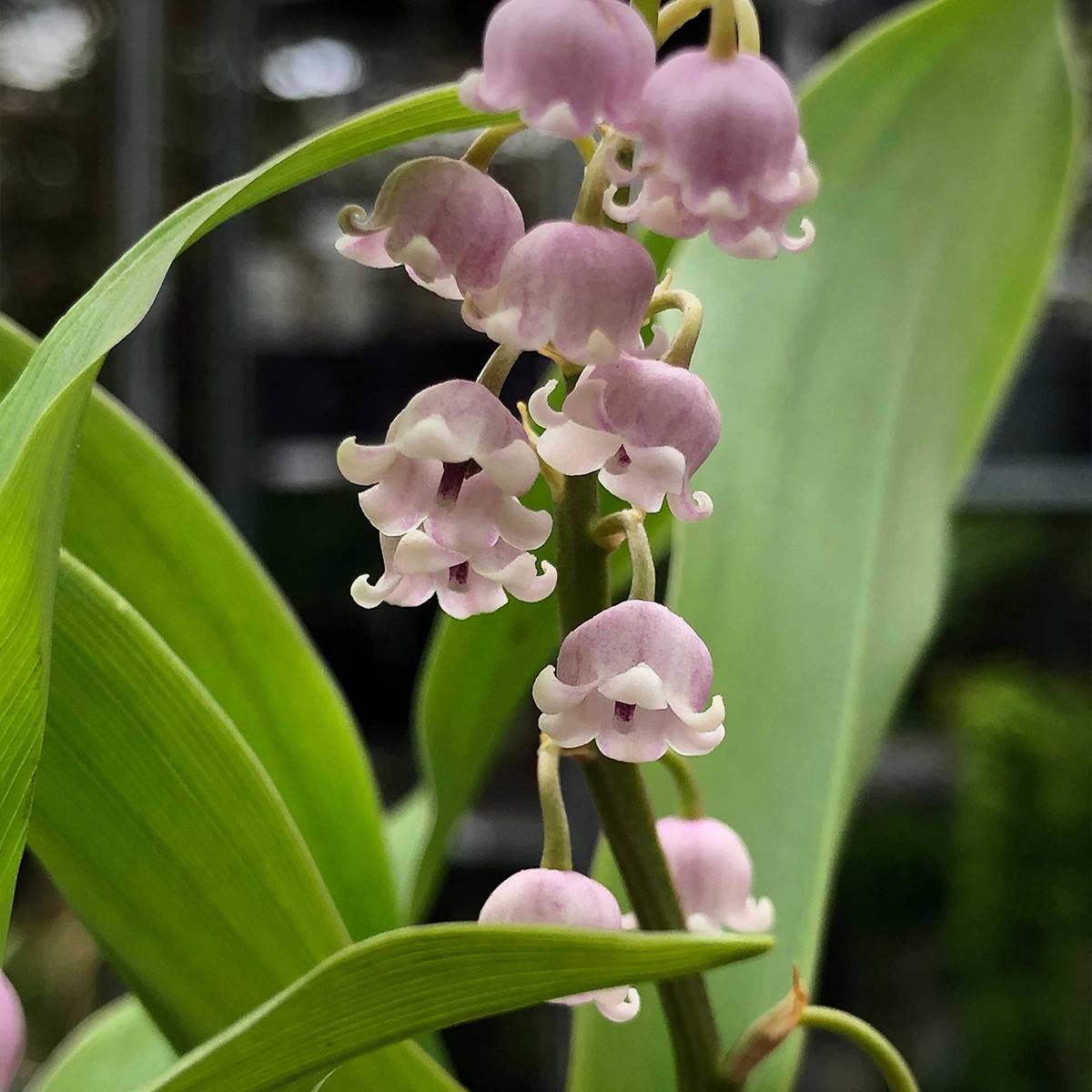 Muguet Rose - Convallaria majalis Rosea Godet de 8/9 cm