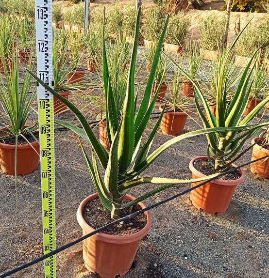 Sans Marque - Aloe barberae (Aloe.bainesii) Pot de 140L - 200/250cm - Image 2
