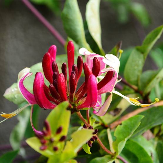 Chèvrefeuille du Japon - Lonicera japonica Dart's World Pot de 3L/4L