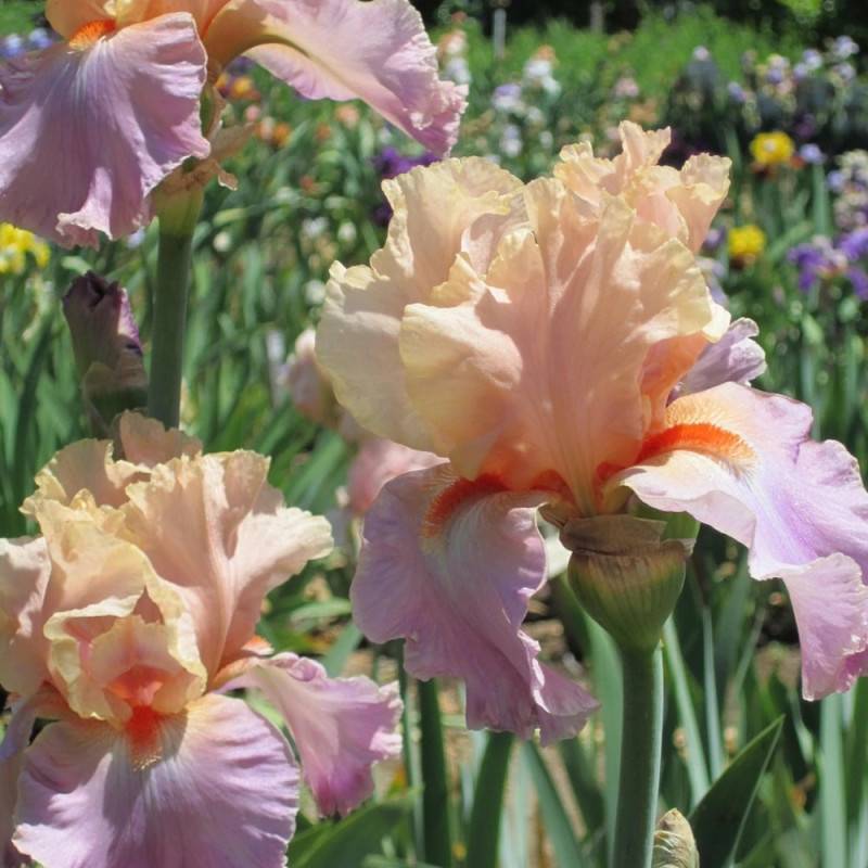 Iris des jardins Melrand à fleurs Rose - feuillage Caduc - Pot de 1 Litre- hauteur à maturité De 0,50 m à 1,00 m