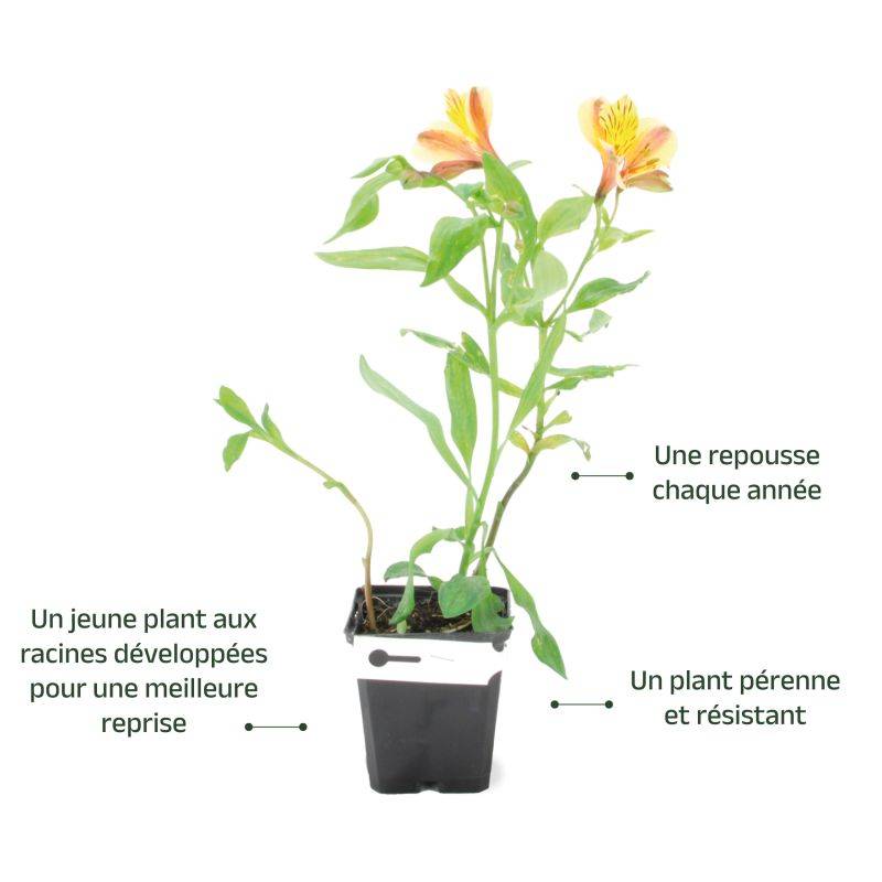 3 Alstroemères 'Layon' (Alstroemeria 'Layon') - Lot de 3 vivaces - Pépinières Naudet - Image 3