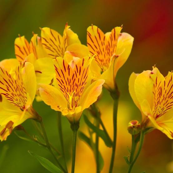 3 Alstroemères 'Layon' (Alstroemeria 'Layon') - Lot de 3 vivaces - Pépinières Naudet - Image 1