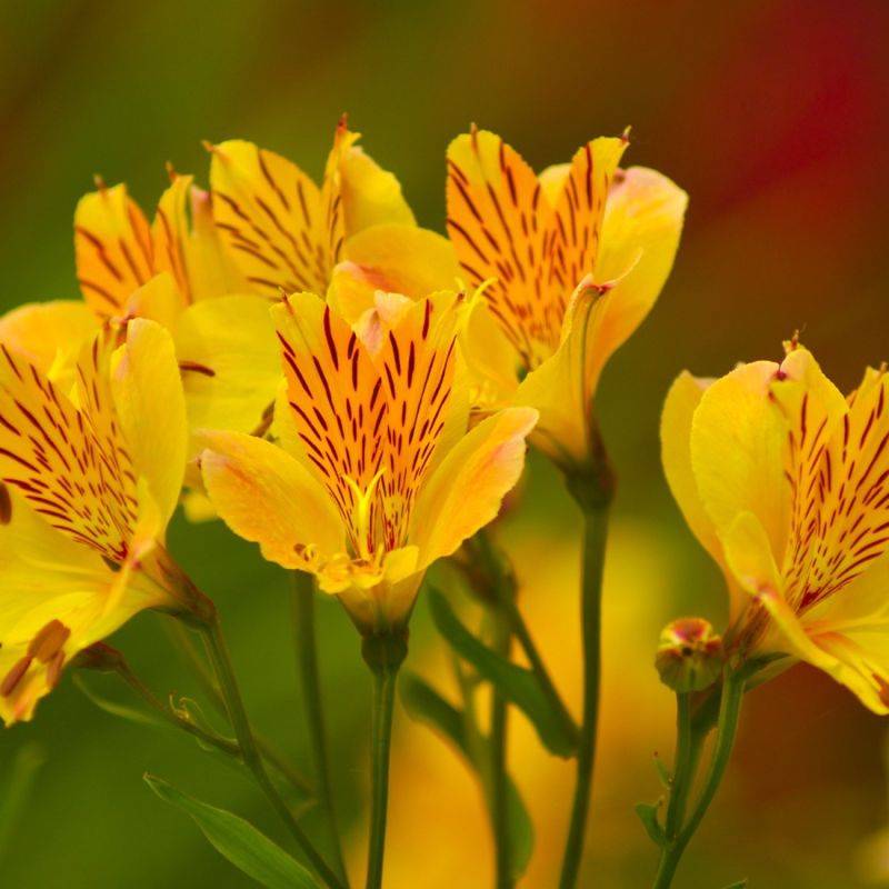 3 Alstroemères 'Layon' (Alstroemeria 'Layon') - Lot de 3 vivaces - Pépinières Naudet
