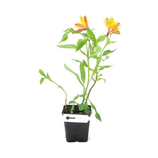 3 Alstroemères 'Layon' (Alstroemeria 'Layon') - Lot de 3 vivaces - Pépinières Naudet - Image 2