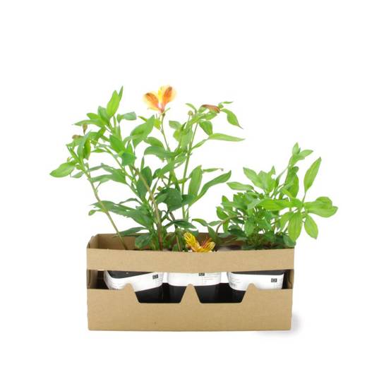 3 Alstroemères 'Layon' (Alstroemeria 'Layon') - Lot de 3 vivaces - Pépinières Naudet - Image 4