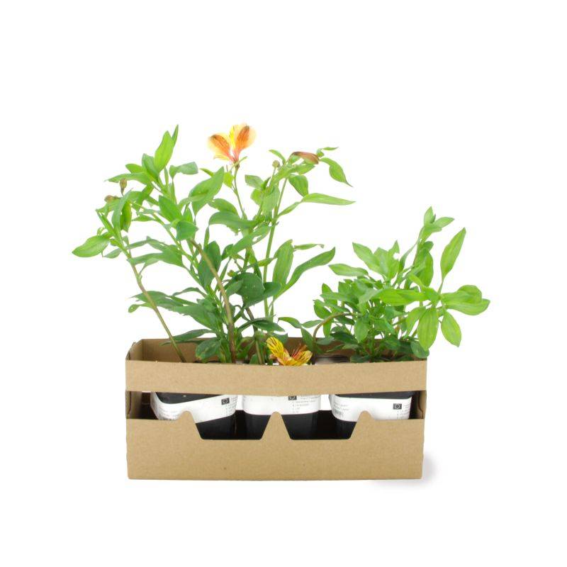 3 Alstroemères 'Layon' (Alstroemeria 'Layon') - Lot de 3 vivaces - Pépinières Naudet - Image 4