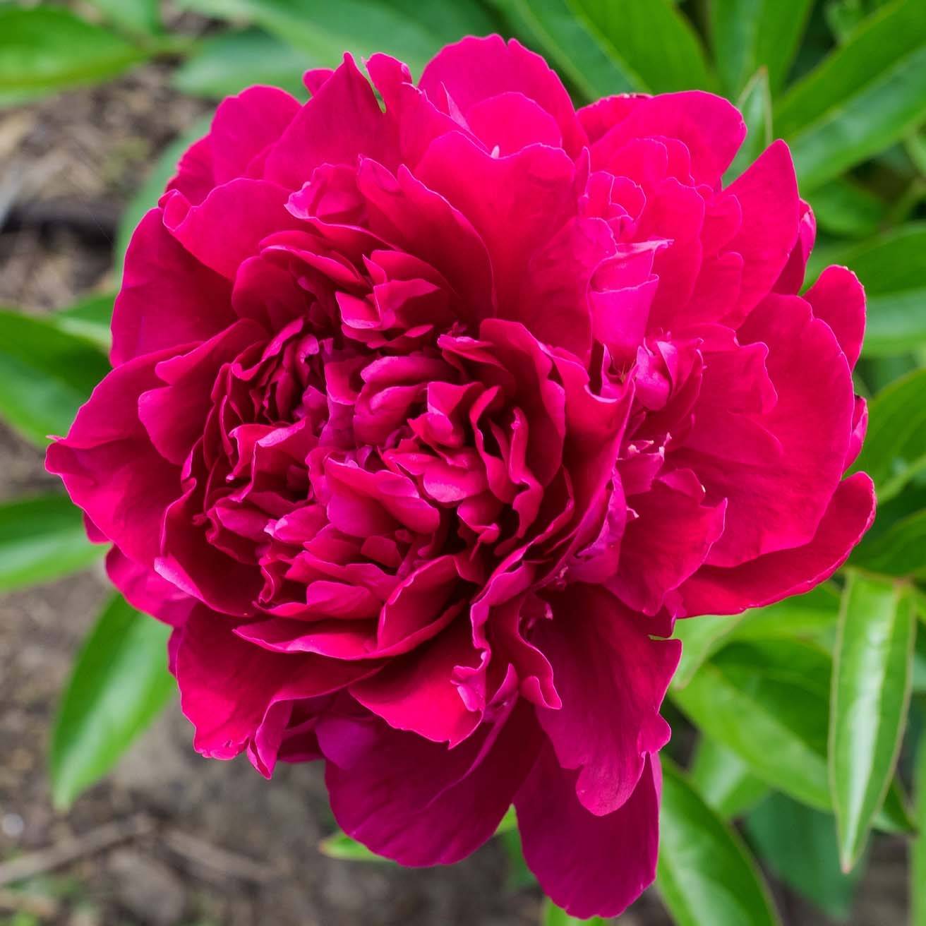 Promesse de Fleurs - Pivoine lactiflora Louis Van Houtte Pot de 3L/4L