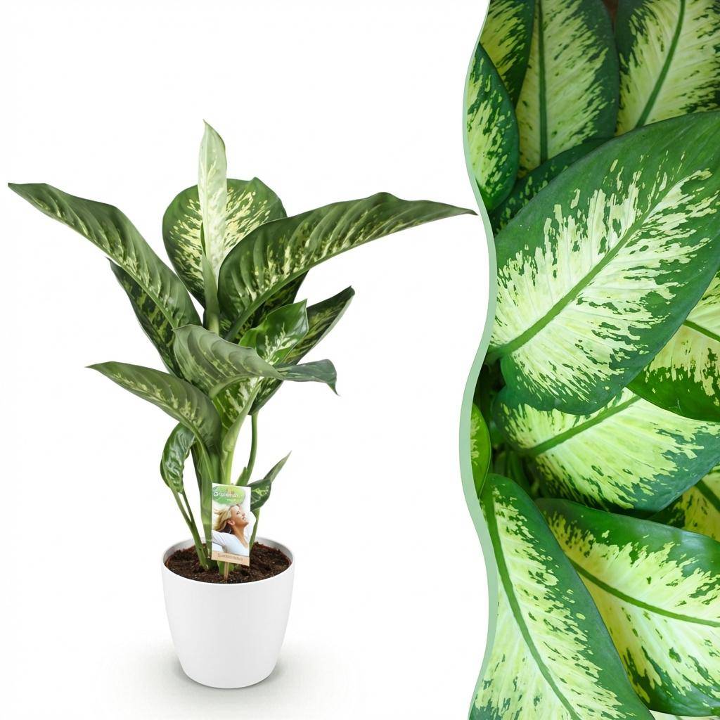 Diefenbachia Tropic Snow - Dieffenbachia - Pot de 21cm - Hauteur 90-100cm - Blanc - Plantes d'intérieur - Image 1