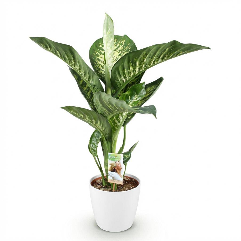 Diefenbachia Tropic Snow - Dieffenbachia - Pot de 21cm - Hauteur 90-100cm - Blanc - Plantes d'intérieur - Image 2