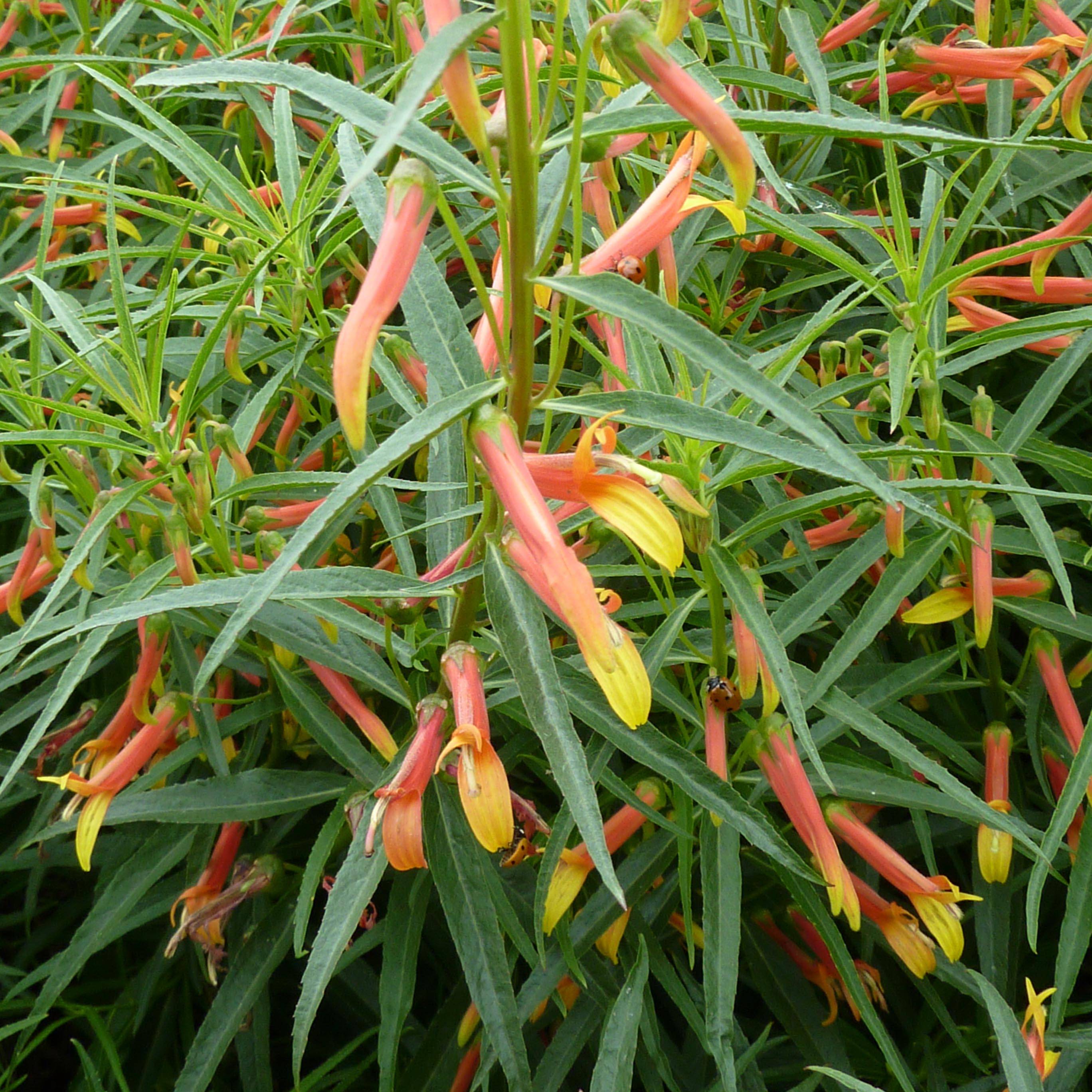 Lobelia laxiflora Godet de 8/9 cm