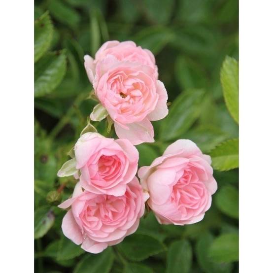 Promesse de Fleurs - Rosier Tige The Fairy Racines nues en motte, Tige, Tige de 90/120