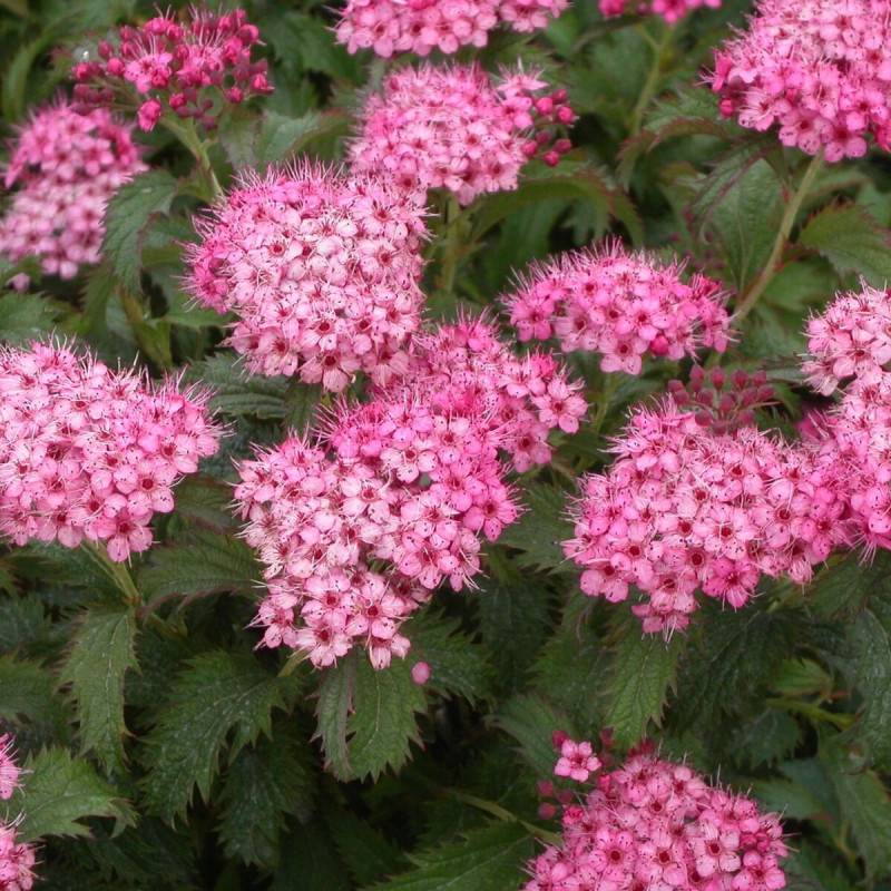 Spirée du Japon Crispa, Spiraea à fleurs Rose - feuillage Caduc - Pot de 7,5L - 60/80 cm- hauteur à maturité De 0,50 m à 1,00 m - Image 1