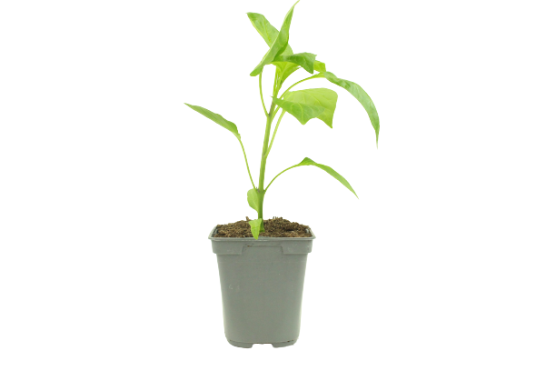 Plant de poivron lamuyo f1pot 0,5 l - Image 2