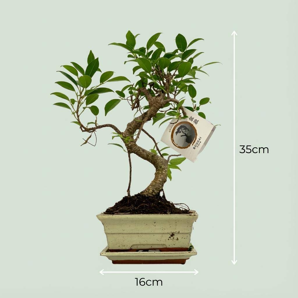 Bonsai S - Pot de 15cm - Hauteur 30-35cm (mix céramique) - Plantes d'intérieur - Image 4