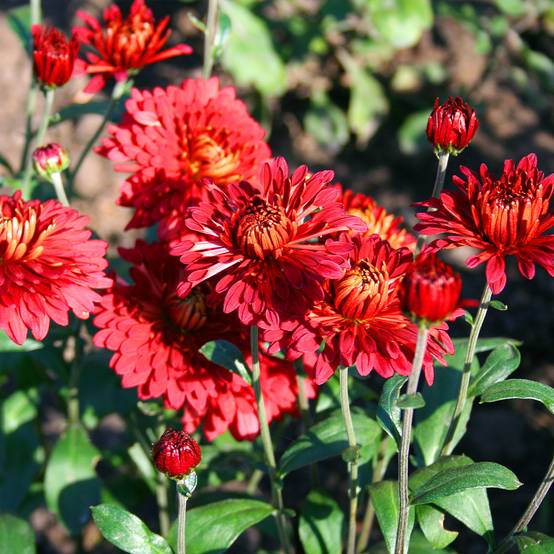 Promesse de Fleurs - Chrysanthème des jardins Rehauge - Chrysanthemum indicum Pot de 2L/3L