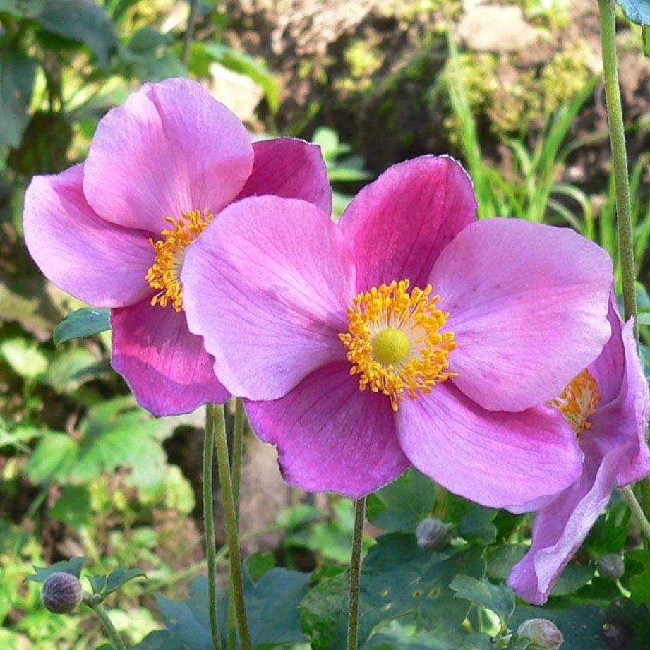 Anémone japonaise Splendens - Anemone hupehensis var.japonica Godet de 8/9 cm