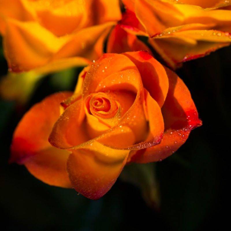 Rosier 'Sutter's Gold' - Conteneur 3L - Pépinières Naudet - Image 1