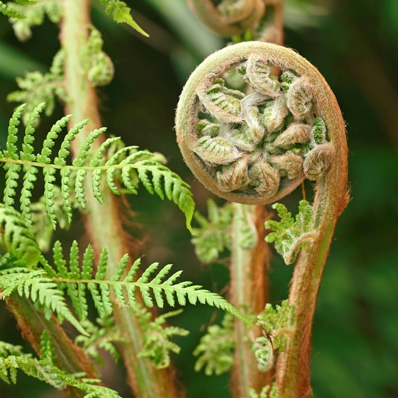 Fougère arborescente - Dicksonia antarctica Pot de 4L/5L, Haute-Tige, Hauteur de tronc (stipe) 10/15 cm - Image 1