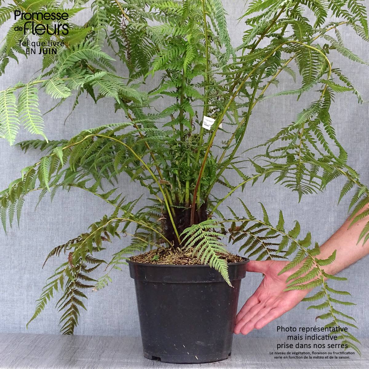 Fougère arborescente - Dicksonia antarctica Pot de 4L/5L, Haute-Tige, Hauteur de tronc (stipe) 10/15 cm - Image 2