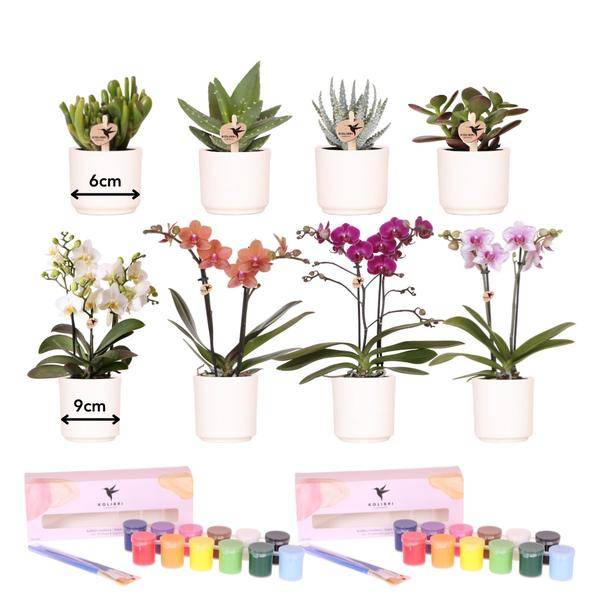 Coffret Créatif Visionnaire 8 : Orchidées & Succulentes - Image 2
