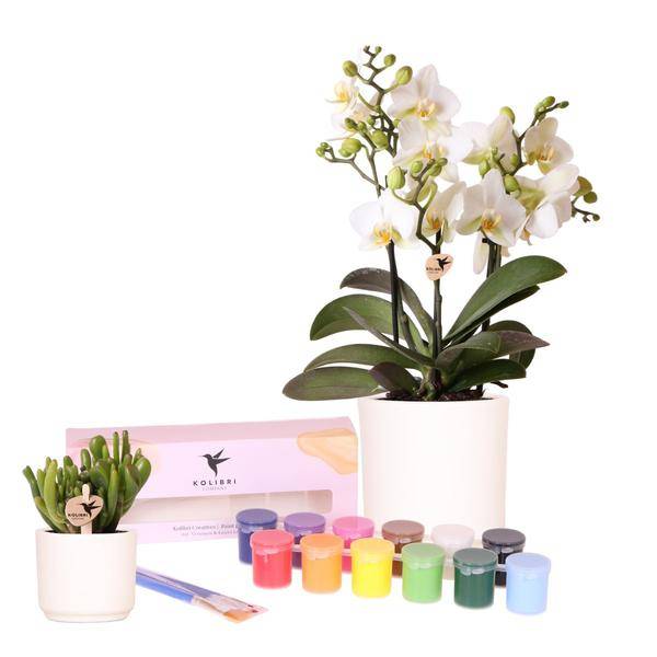 Coffret Créatif Visionnaire 8 : Orchidées & Succulentes - Image 3