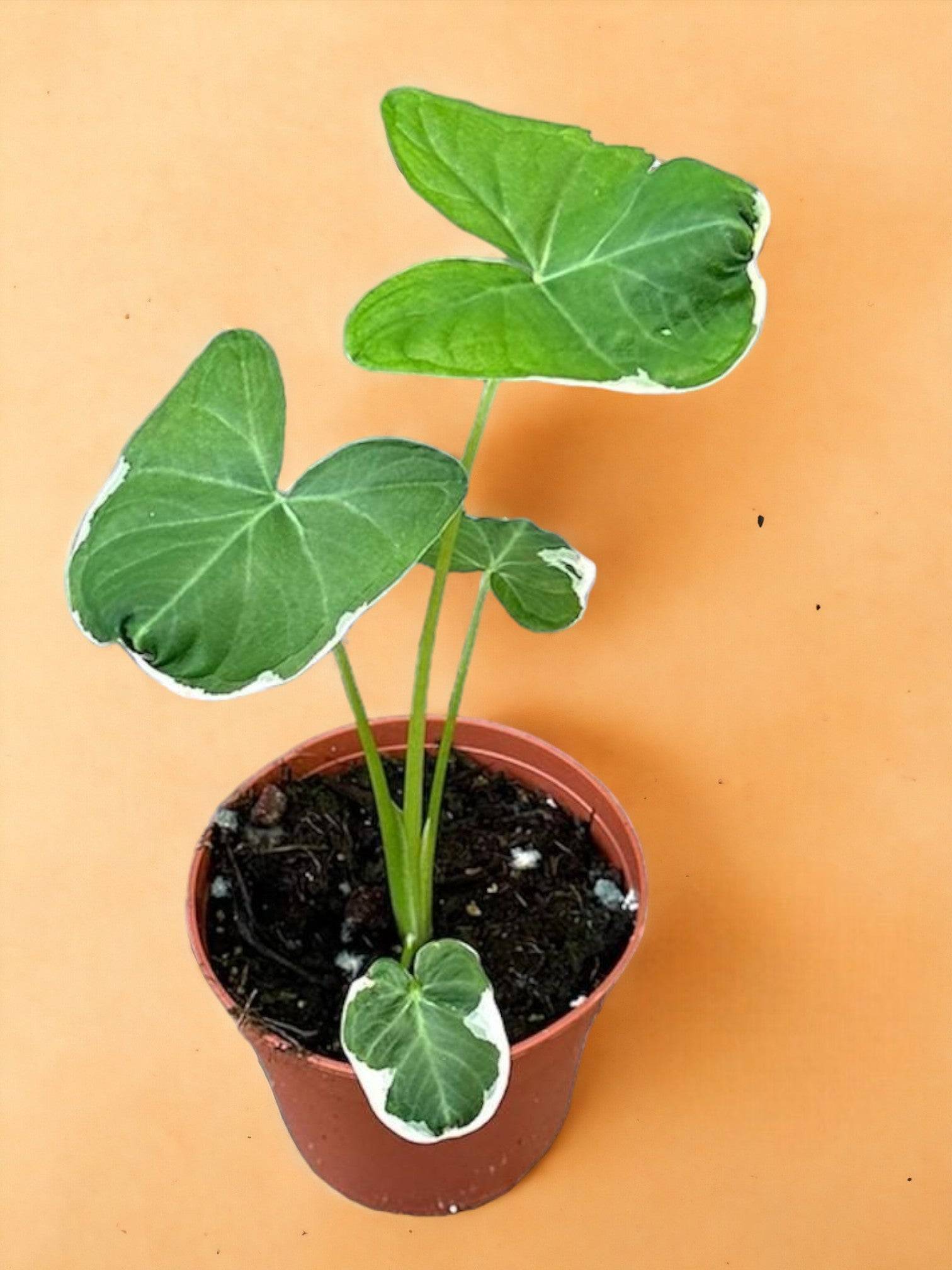 Alocasia Mickey Mouse- La Green Touch