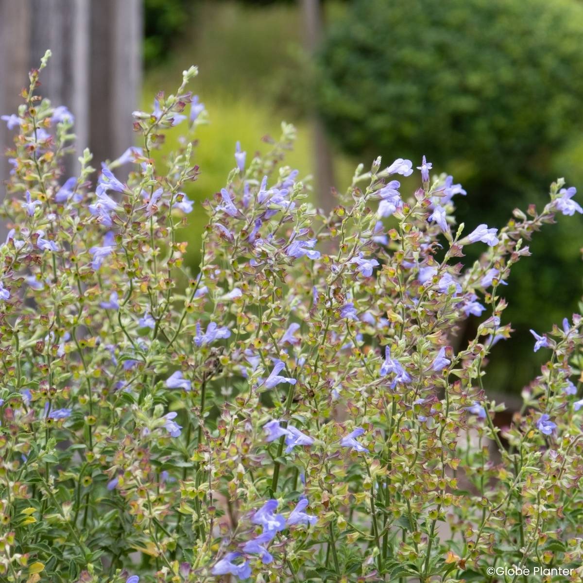 Promesse de Fleurs - Sauge Heat Hero Blue - Salvia splendens Pot de 3L/4L