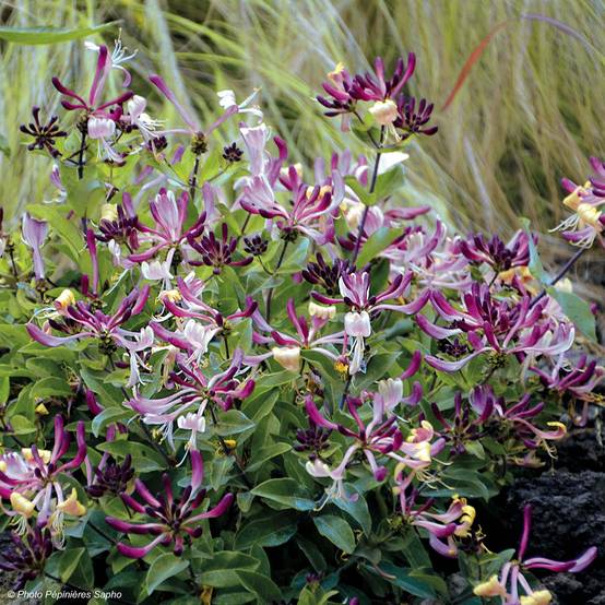 Chèvrefeuille nain - Lonicera periclymenum Chic et Choc Godet de 8/9 cm