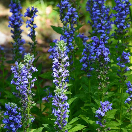 Lobelia siphilitica - Lobélie Godet de 8/9 cm