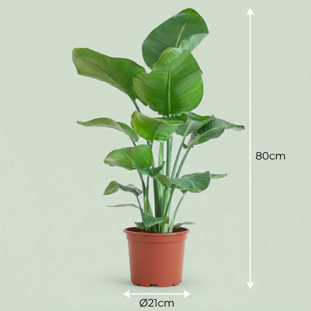 Stelitzia Nicolai - Pot de 19cm - Hauteur 80 - 90cm - Plantes d'intérieur - Image 3