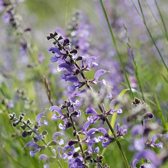 Salvia pratensis Sky Dance - Sauge des près Godet de 8/9 cm