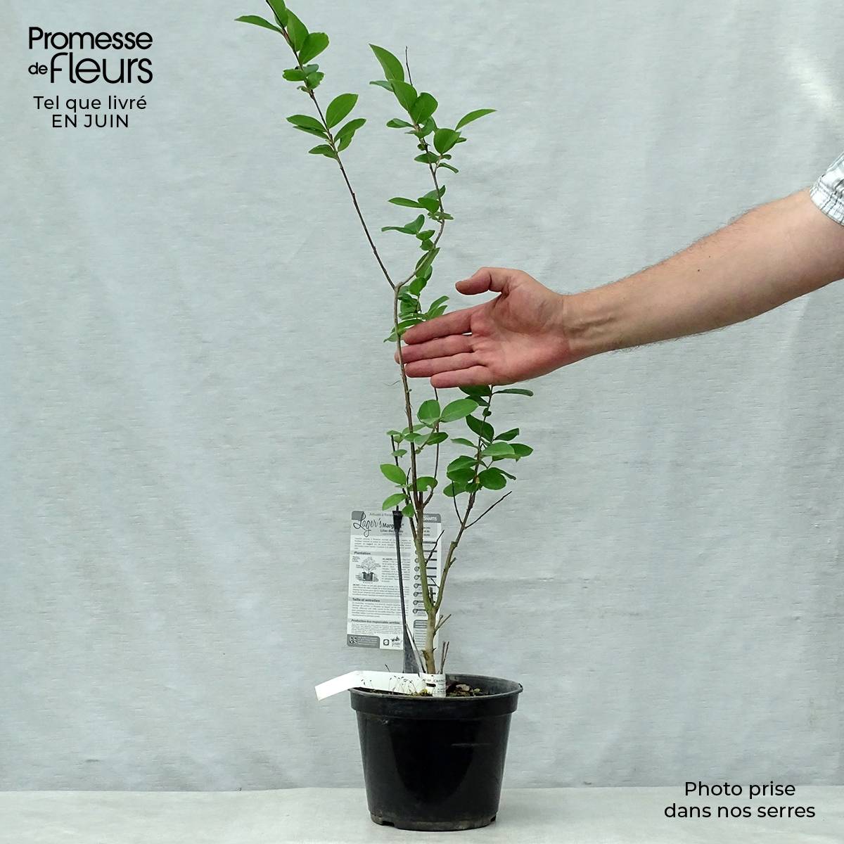 Lagerstroemia indica Margaux - Lilas des Indes Pot de 3L/4L - Image 2