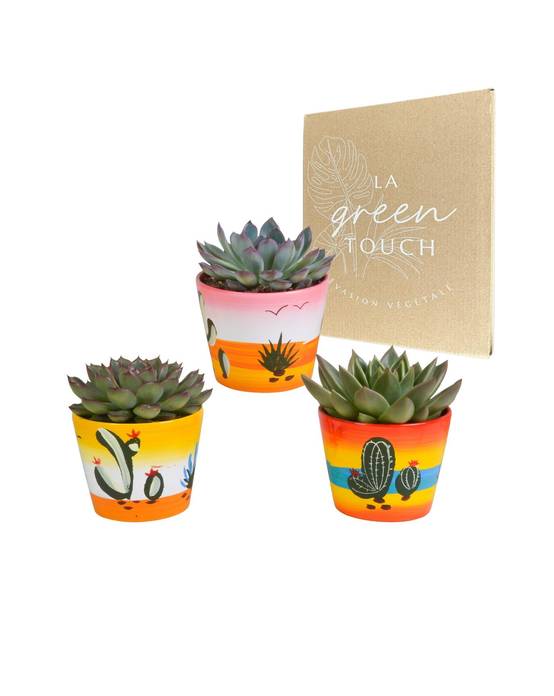Trio d'Echeveria et leurs caches-pots h15cm- La Green Touch - Image 1