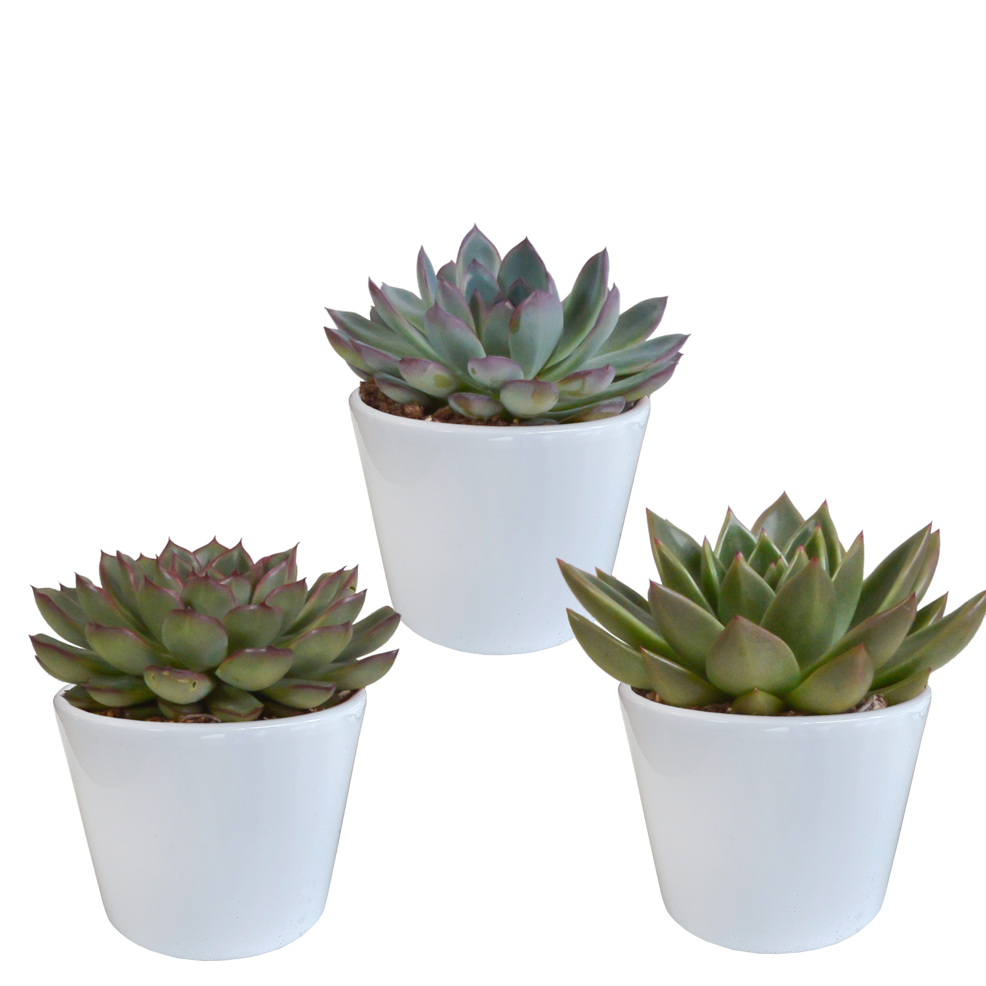 3x Mélange d'échéverias - en pot blanc - Ø10,5cm - ↕21cm - Plantes d’intérieur - Image 1