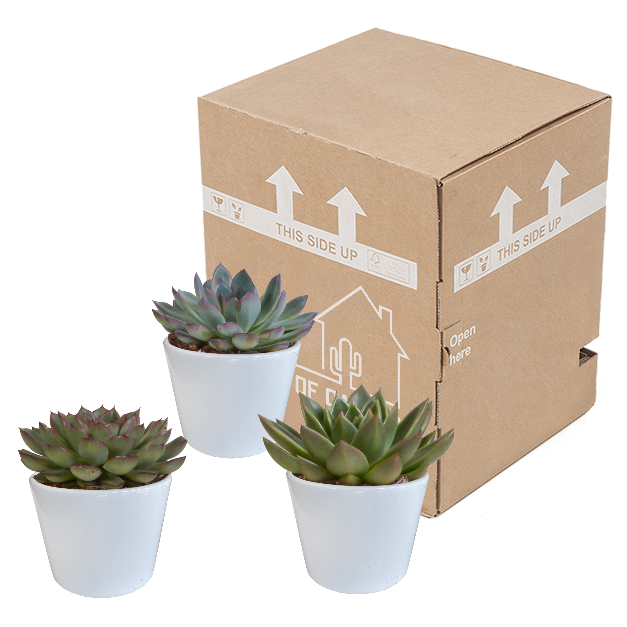 3x Mélange d'échéverias - en pot blanc - Ø10,5cm - ↕21cm - Plantes d’intérieur - Image 3