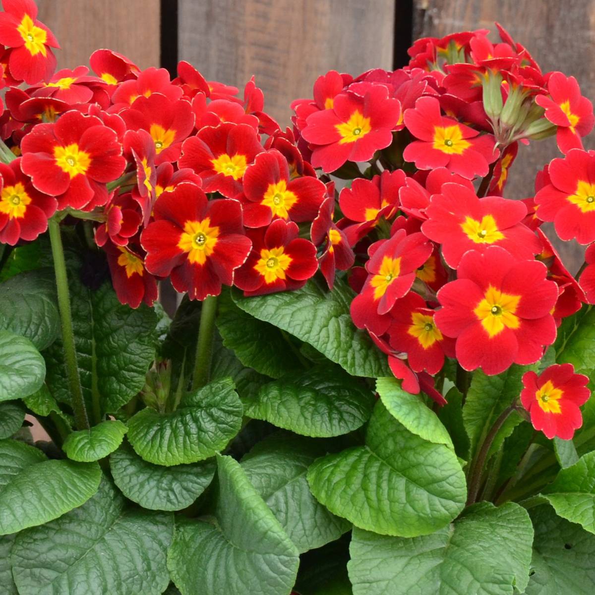 Promesse de Fleurs - Primevère - Primula elatior Colibri Red Shades Mini-motte Ø 1,5/2,5 cm (par 5)