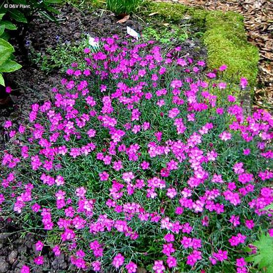 Promesse de Fleurs - Dianthus deltoides - Oeillet à delta Pot de 1,5L/2L