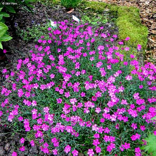 Promesse de Fleurs - Dianthus deltoides - Oeillet à delta Pot de 1,5L/2L