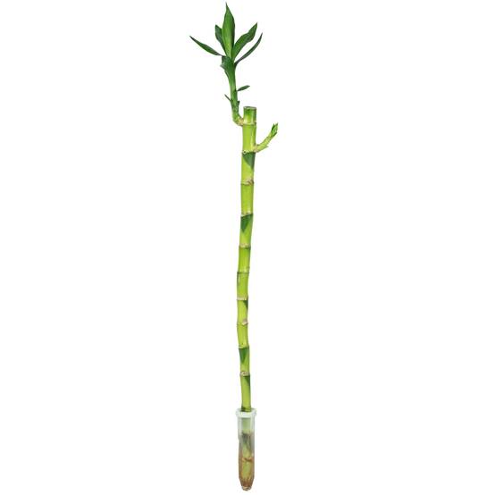 Lucky Bambou tige droite, dans un tube - plante d'intérieur facile d'entretien, Dracaena Sanderiana - hauteur env. 50 cm, tube-Ø 2 cm