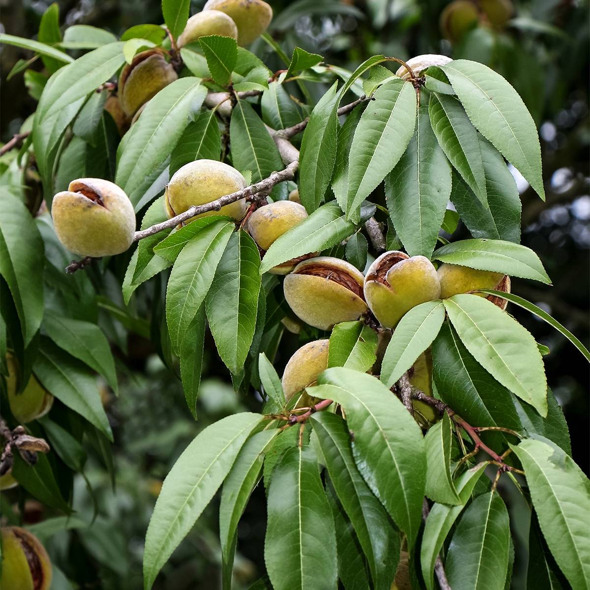 Promesse de Fleurs - Amandier nain autofertile Fruit me Almond me - Prunus dulcis Pot de 4L/5L, Nain