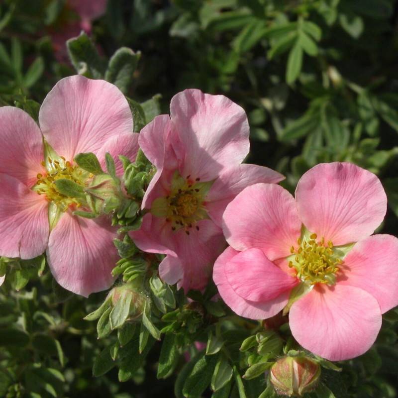 Potentille arbustive Lovely Pink ® 'Pink Beauty', Potentilla à fleurs Rose - feuillage Caduc - Pot de 3L - 40/60 cm- hauteur à maturité De 1,00 m à 1 - Image 1