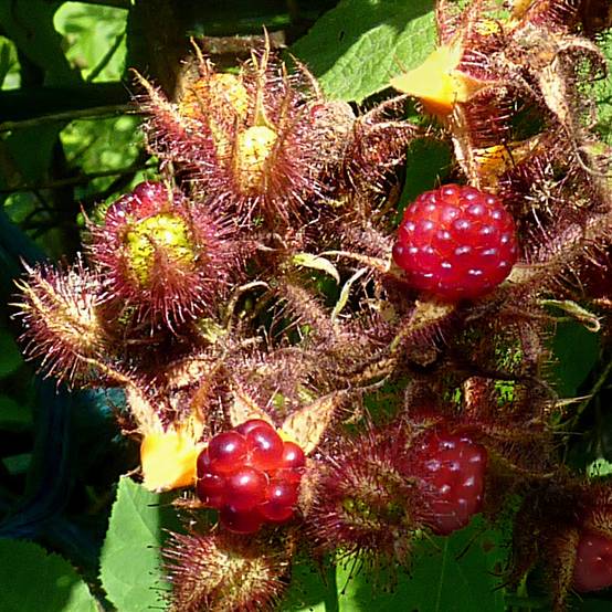 Raisin ou Mûrier du Japon - Rubus phoenicolasius Pot de 1,5L/2L, Touffe