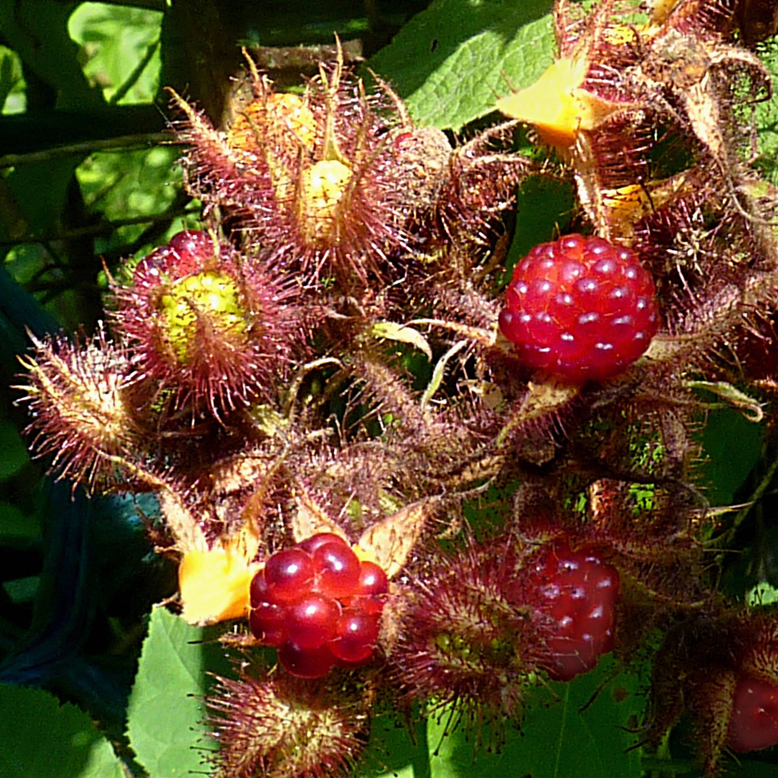 Raisin ou Mûrier du Japon - Rubus phoenicolasius Pot de 1,5L/2L, Touffe