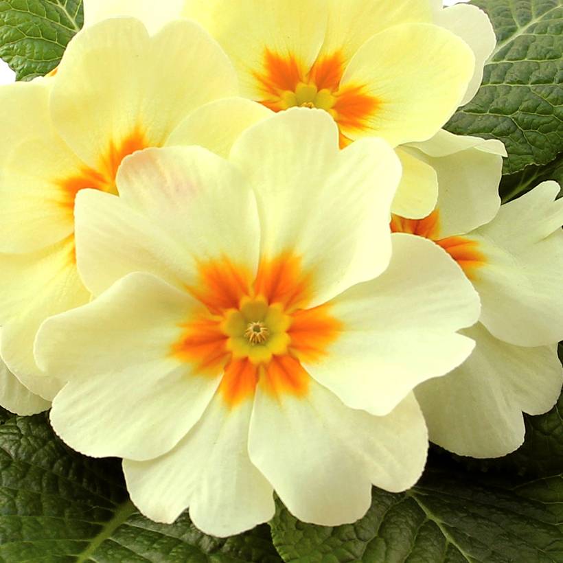Promesse de Fleurs - Primevère Rambo F1 Lemon Cream - Primula acaulis Mini-motte Ø 1,5/2,5 cm (par 5)