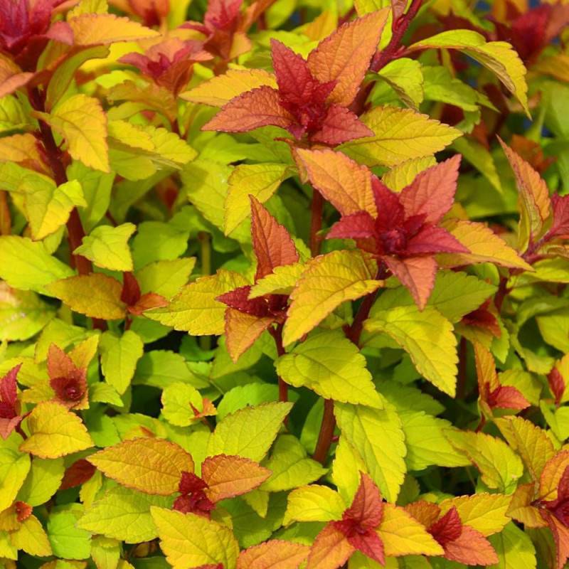 Spirée du Japon Merlo® Star 'Davcpo01', Spiraea à fleurs Rose - feuillage Caduc - Godet - 5/20 cm-  hauteur à maturité De 0,50 m à 1,00 m - Image 1
